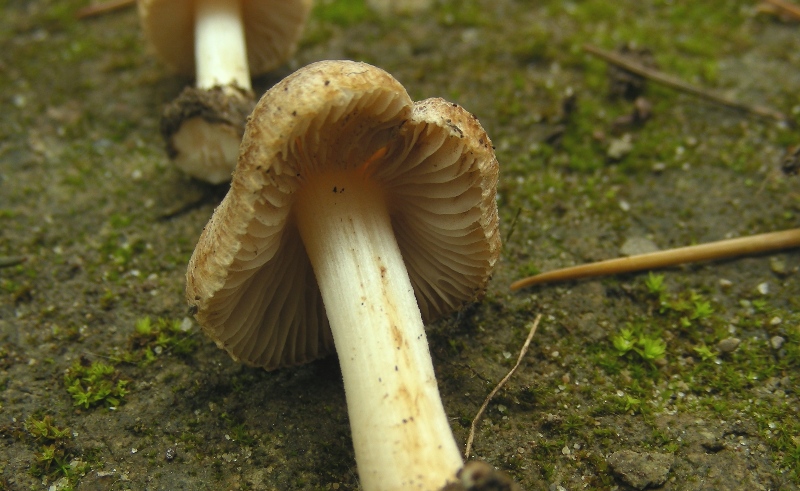 Inocybe sp.